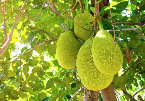빵나무 열매(Breadfruit)