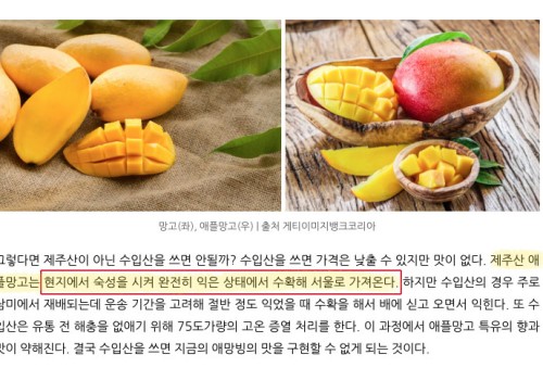 국내산 애플망고가 맛있는 이유