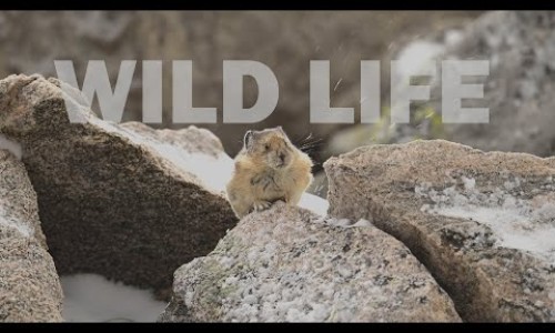 니콘 Z 9｜【WILD LIFE】콜로라도 야생의 모습을 담은 4K 영상